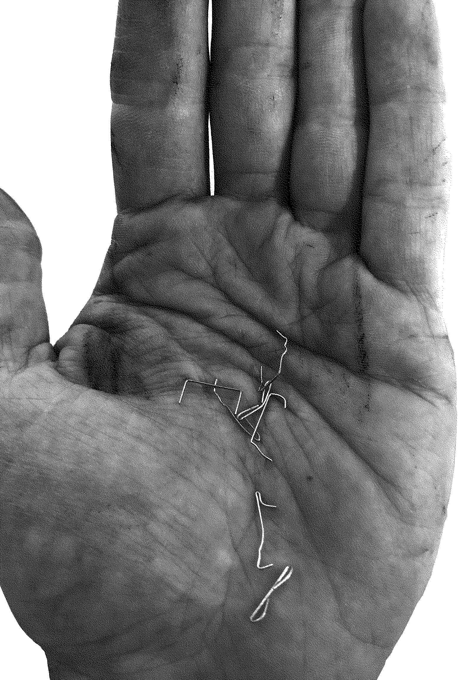 Photo d’une main avec des brins de paille sur la paume