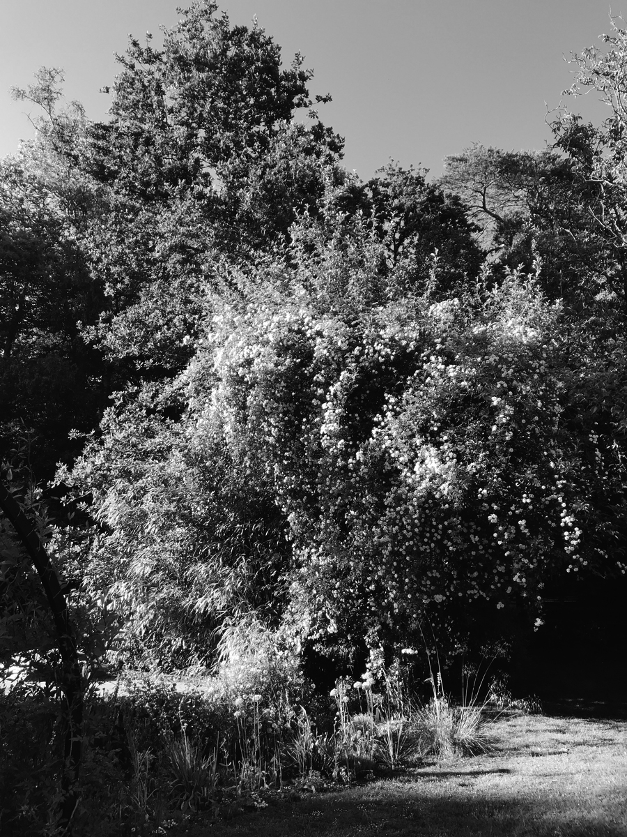 ../links/01_JARDINLAURA