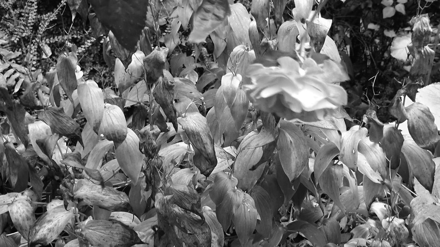 ../links/30_SUITEROSE